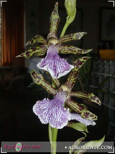 Orquídeas - Zygopetalum intermedium